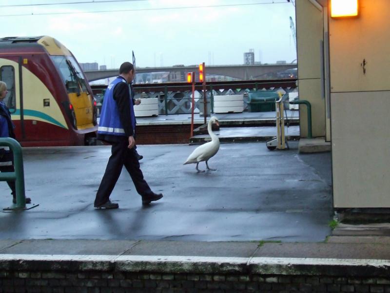 DSCF5447_.jpg: This unusual patron of Glasgow Central is led away quietly... Photo of DSCF5447_.jpg