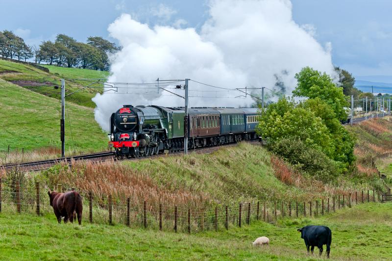 Tornado all bulled up.: Two bullocks watch as Tornado rushes past Cleghorn with 1Z53, Crewe - Glasgow. 21 Sept 2011. Rather spoilt by carrying two red headboards Photo of Tornado all bulled up.