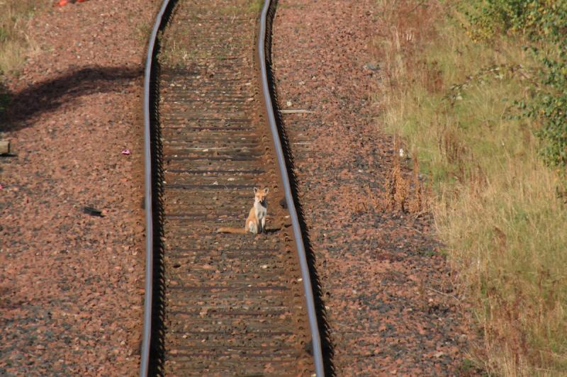 Trespass Its behind you: A fox sits in the four foot just before 67005 is due on 6B45 at the site of Lochend Jct on 26/09/2011 Photo of Trespass Its behind you