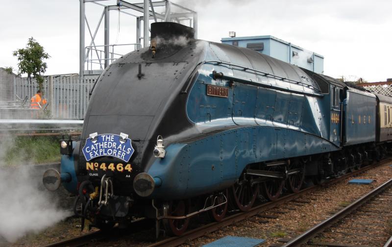 Bittern takes water at Perth: Bittern takes water before heading for Thornton Photo of Bittern takes water at Perth