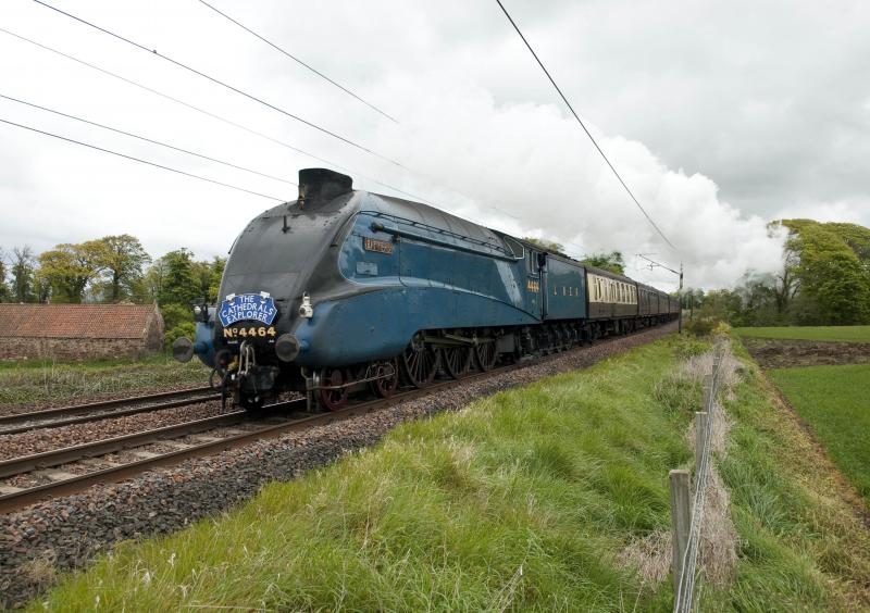 BIttern: Bittern on the approach to Longniddry 19.5.12 Photo of BIttern