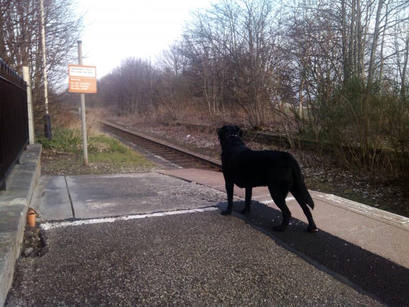 The trainspotter dog: Yep hes a trainspotter doggy. Photo of The trainspotter dog