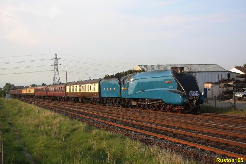 Bittern @ Larbert Jct: Photo of Bittern @ Larbert Jct