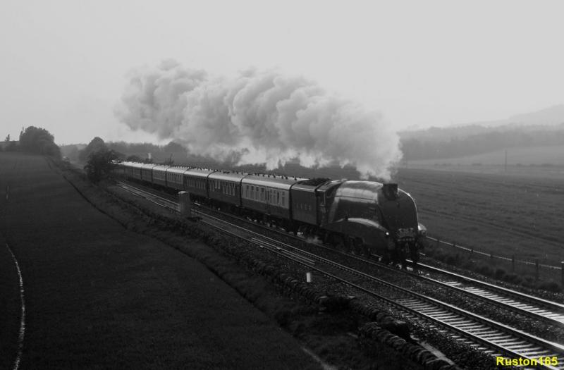Bittern @ Park Farm: Photo of Bittern @ Park Farm