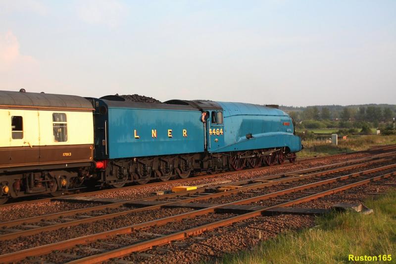 Bittern @ Larbert Jct: Photo of Bittern @ Larbert Jct