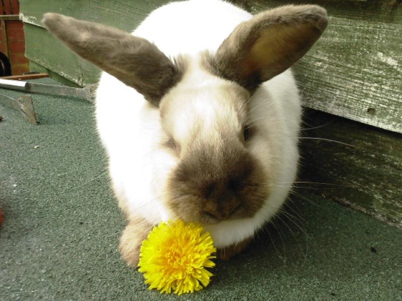My baby: My baby bunny :) Daisy Photo of My baby