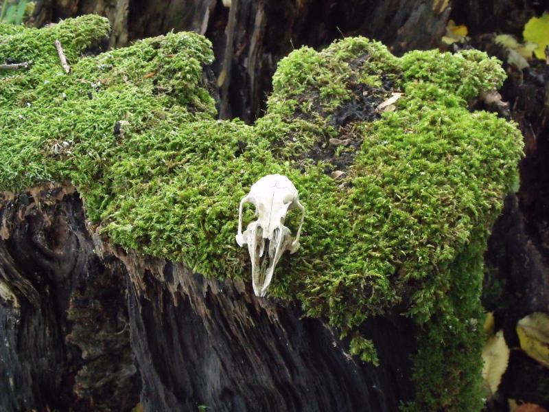 Rabbit skull: Rabbit skull in moss. Photo of Rabbit skull