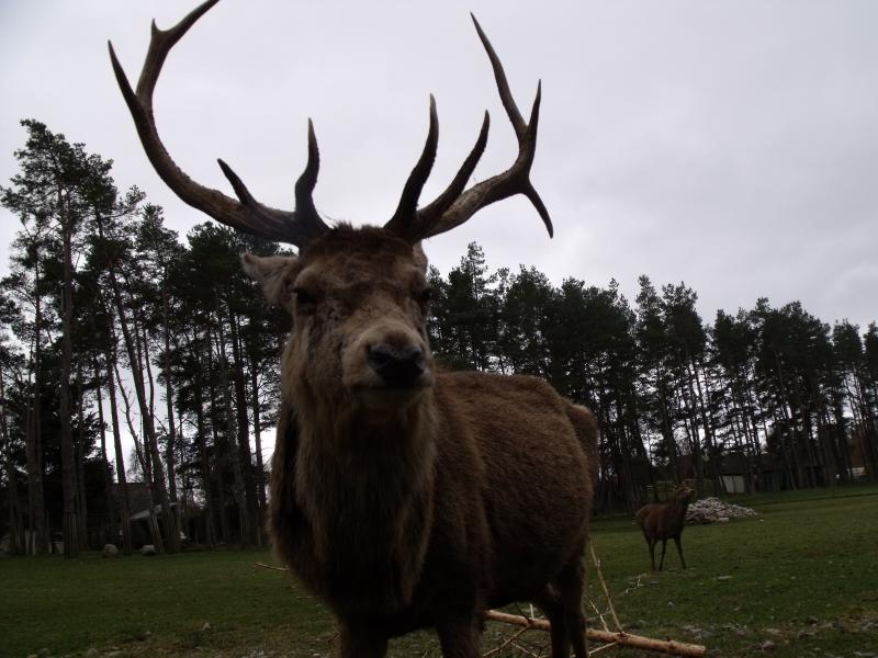Red stag: Good image I captured of this deer. :) Photo of Red stag