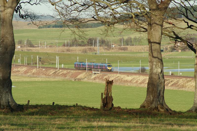 Between The Trees: Photo of Between The Trees