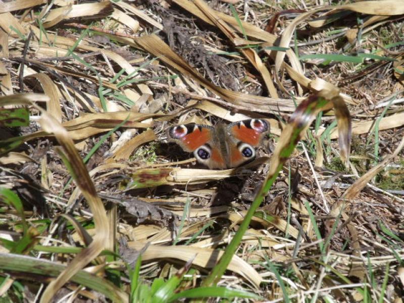 Peacock butterfly: sweet looking peacock butterfly. Photo of Peacock butterfly