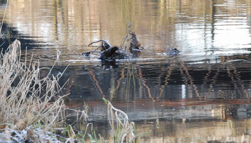 Otter On The Branch: An Otter on a Branch
Under the bridge
over the White Cart Water
On the Paisley Canal Line Branch Photo of Otter On The Branch