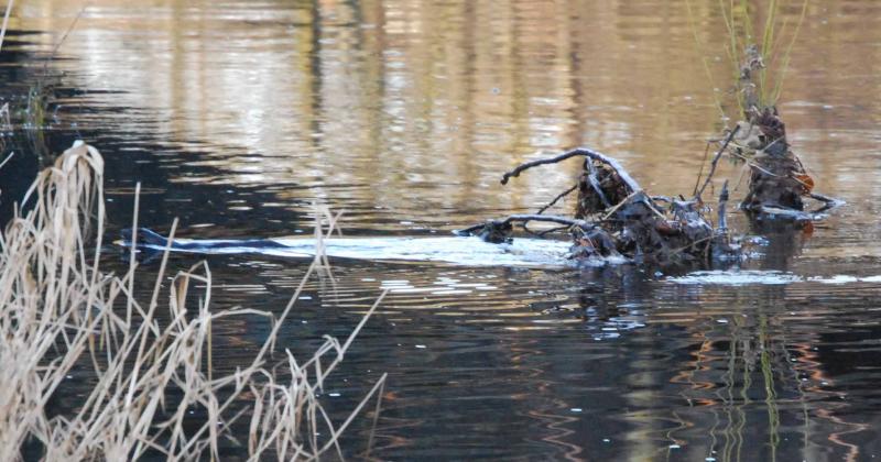 Otter in the Watter: Otter in the Water
Of the White Cart Water
Under The bridge of the Bridge of the Canal Line Photo of Otter in the Watter