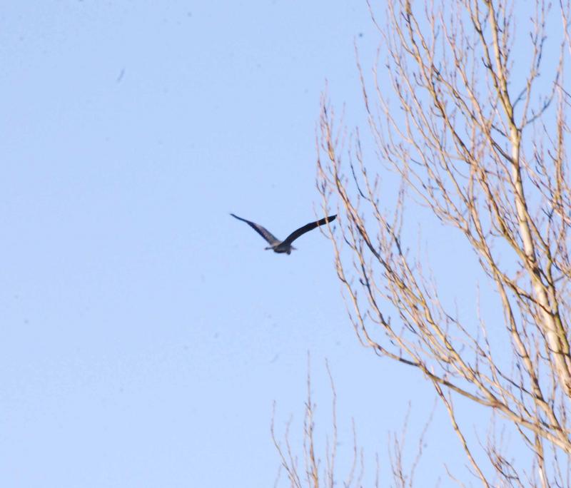 Heron Over River and Canal: A Heron Flies over the Paisley Canal Line & the White Cart Water. This is approx 1/2 mile from Paisley Towm Centre and there was also an otter swimming about Photo of Heron Over River and Canal