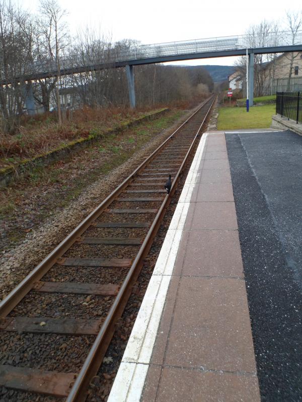Cat walking on the line: Photo of Cat walking on the line