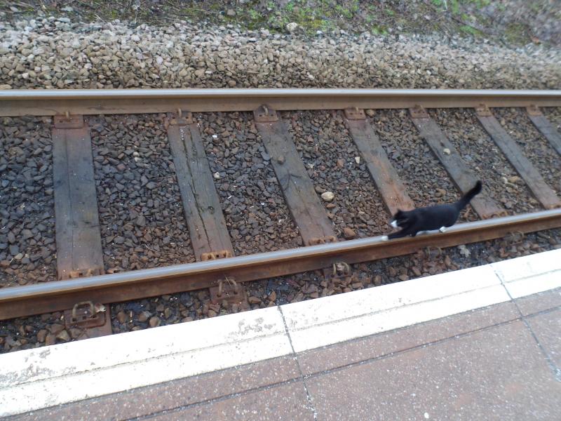 Cat walking on the line at Alness Station: I don't see this cat getting a £1000 or £2000 fine! Justified? Photo of Cat walking on the line at Alness Station