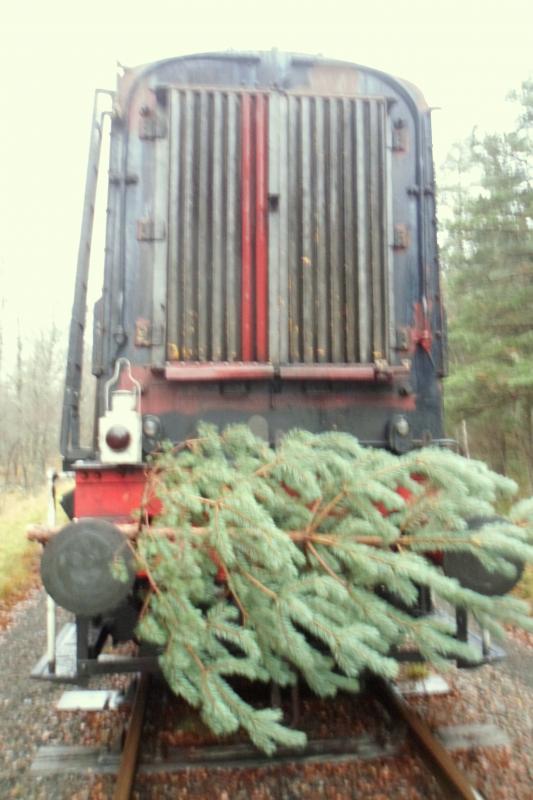 Photo of Special Christmas Tree Delivery 