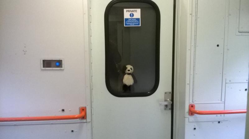 Unusual Commuter! : A panda is on the 17:46 service to Whifflet onboard 156442! Photo of Unusual Commuter!