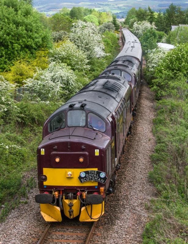 Royal Scotsman: 37685 heads sister locomotive through Bridge of Earn on The Royal Scotsman 26/05/14 Photo of Royal Scotsman