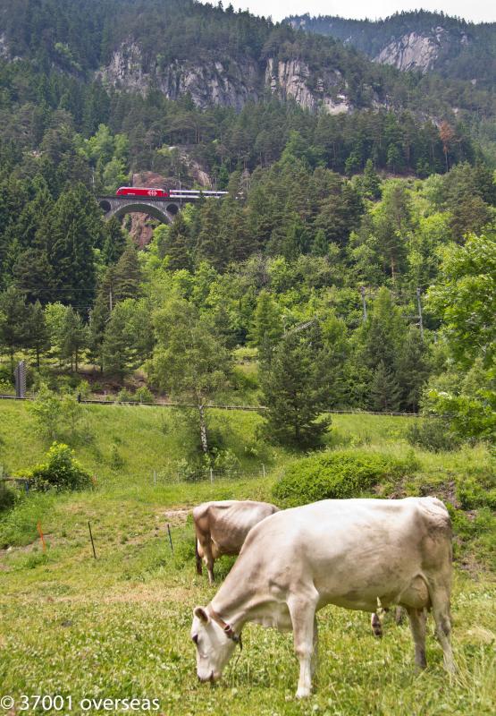 Cow bells to the fore: A SBB class 460 climbs to the top at Wassen whilst a couple of cows mow the lawn at the lower level Photo of Cow bells to the fore
