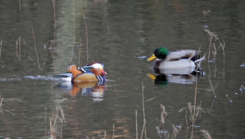 Mandrin & Mallard: A Mandarin & a Mallard duck enjoy life on Loch Lomond Jan 2012 Photo of Mandrin & Mallard
