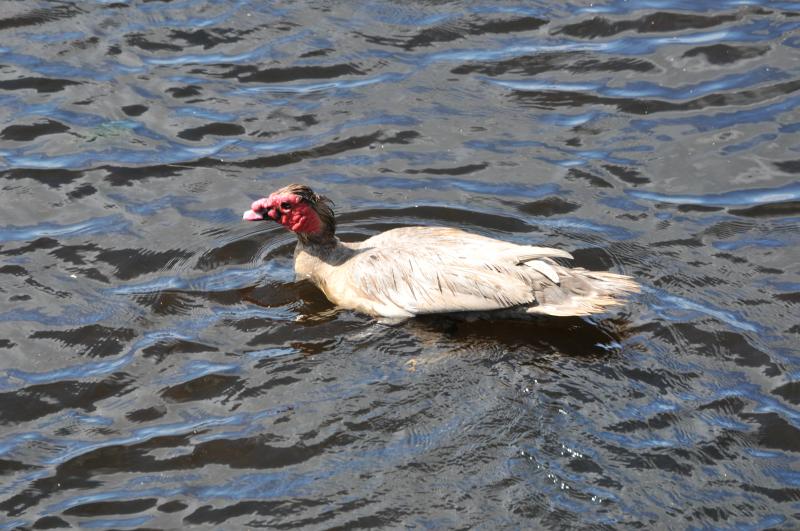 Muscovy in The NE Scotland: A Muscovy Duck swims on the River XXX in the NE of Scotland Photo of Muscovy in The NE Scotland