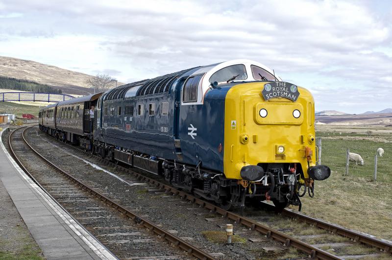 ROYAL SCOTSMAN (6).jpg: ACHNASHEEN 21.4.15 Photo of ROYAL SCOTSMAN (6).jpg