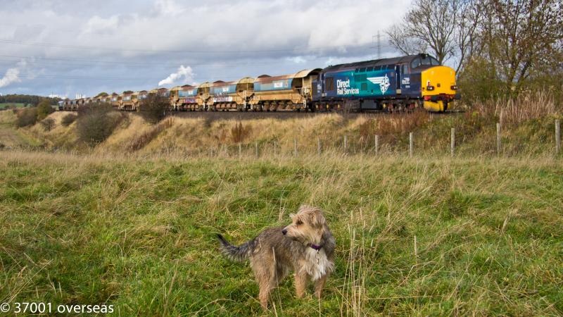 Photo of Dug in a train pic!