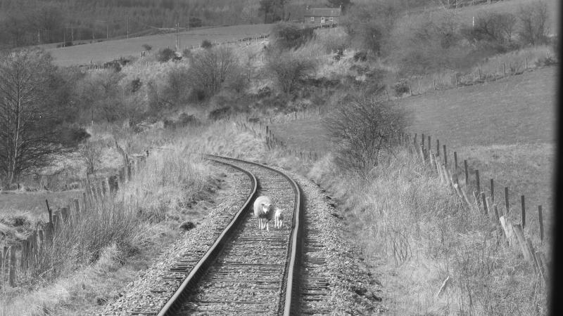 Sheep on the Line : Photo of Sheep on the Line
