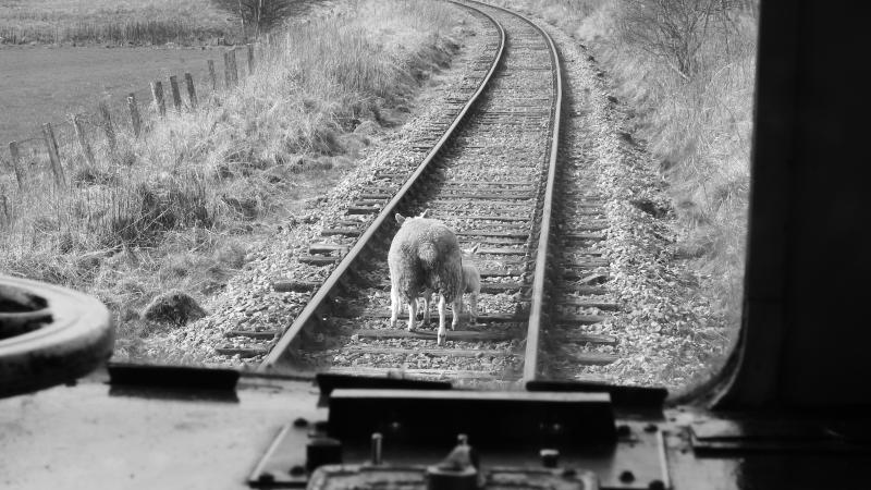Sheep on the Line : Photo of Sheep on the Line