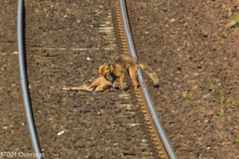 Foxy clears up for NR: A fox removes the remains of a rail kill near Carmuirs WJ Photo of Foxy clears up for NR