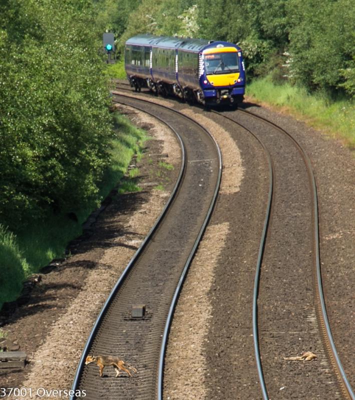 Trespassing foxy disturbed by a turbostar: Having had a few mouthfuls of the deer in the four foot, foxy has to exit stage left for a few moments whilst a Dundee bound turbostar heads north towards Carmuirs WJ Photo of Trespassing foxy disturbed by a turbostar