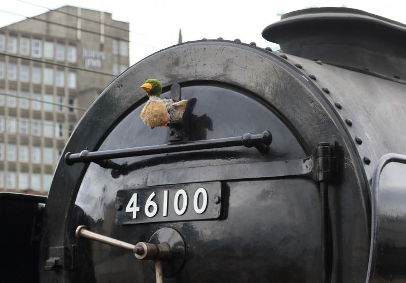 Duck: Duck mascot on 46100 Royal Scot on 18/09/2016 Photo of Duck