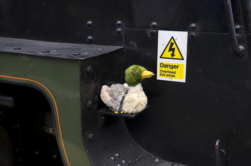 MALLARD.jpg: Photo of MALLARD.jpg
