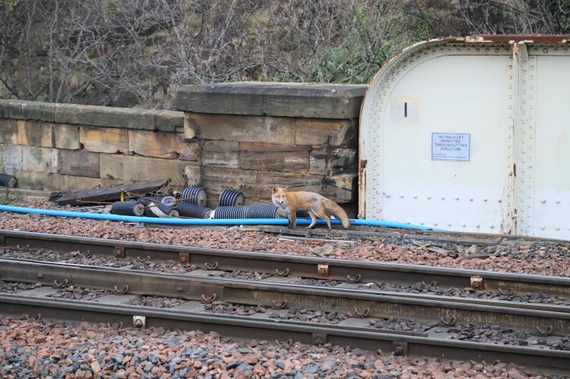 The Walking Fox: This one crossing the railway bridge over New St left behind when 43061 The Flying Foxes left for Craigentinny on 14/01/2017 Photo of The Walking Fox