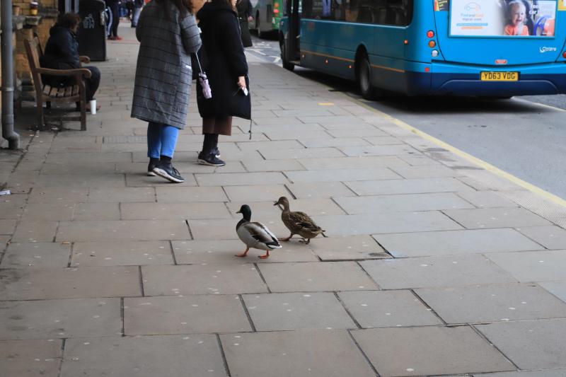 Ducks at York: Duck taking his mate to the NRM to see the engine named after him outside York station on 31/03/2018 Photo of Ducks at York