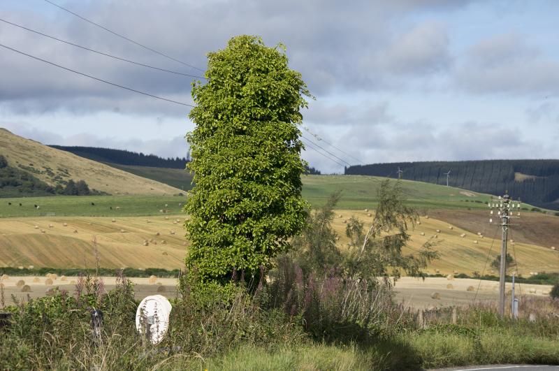 ONCE A BUSH TELEGRAPH?.jpg: BETWEEN LEITH HALL AND GARTLY AT MP 34 1/2 Photo of ONCE A BUSH TELEGRAPH?.jpg
