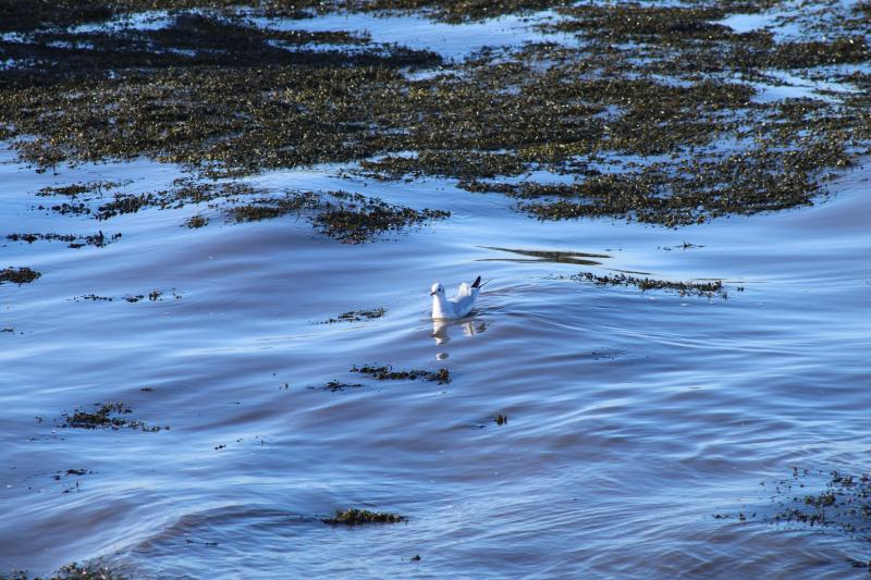bird on the water: possible Ivory Gull?? Photo of bird on the water