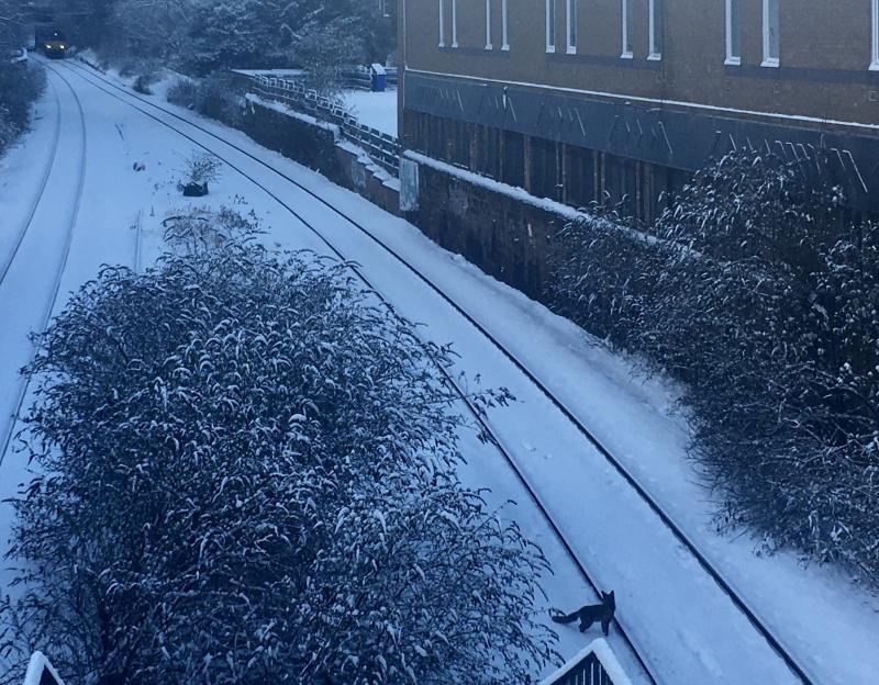 Newington (Sub): Fox spots PD Ports containers, clocks it's 66109 yet again, and clears off home. 4E98, Newington station,
taken 09.02.2021. Photo of Newington (Sub)