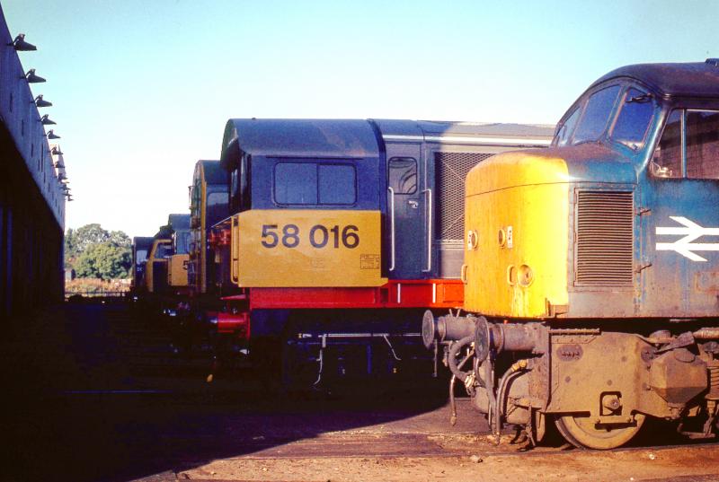 58016 Toton Depot: 58016 in the line up at Toton TMD
Remastered from old slide stock and taken in the late 80’s during a permit walk around Photo of 58016 Toton Depot