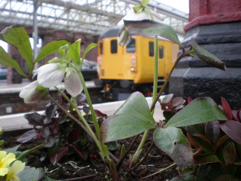 Through the Trees: DBSO 9701 (31285 propelling) is seen on the GSM-R test train through some plants at Helensburgh Central. Photo of Through the Trees