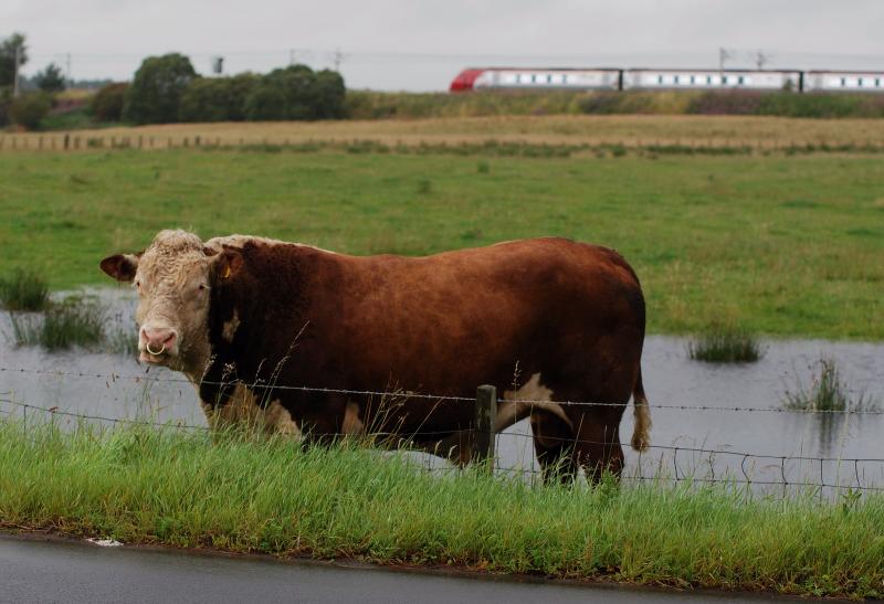 Bull & Voyager: Photo of Bull & Voyager