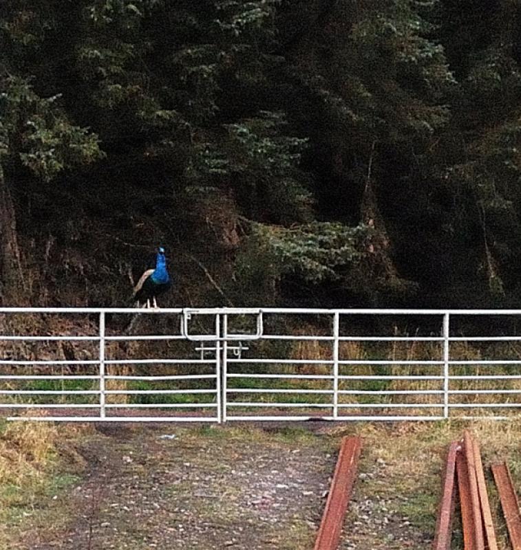Odd bird @ Cartland: Photo of Odd bird @ Cartland