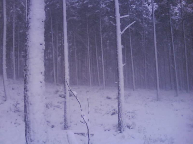 Snowy forest: The forest in Alness. Photo of Snowy forest