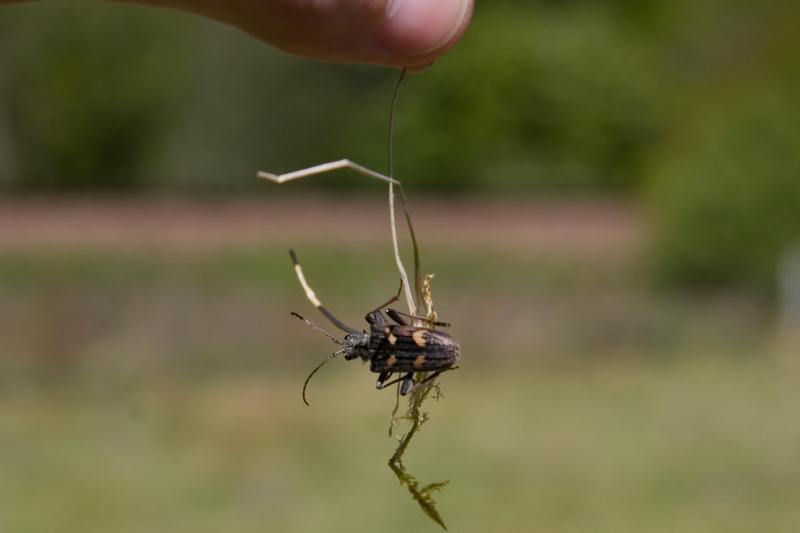 It's a bugs life: Wonderfully modelled by my delightful helper, Mr Tait, we find a rather fearsome beast whilst waiting in vain for 37425 on a WHL ballast Photo of It's a bugs life