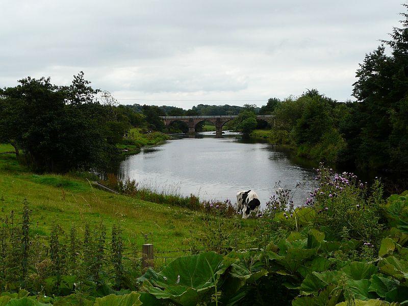 Laigh Milton Viaduct: Shot of the viaduct with local resident. See also following picture with description board.Taken 23-7-10 Photo of Laigh Milton Viaduct