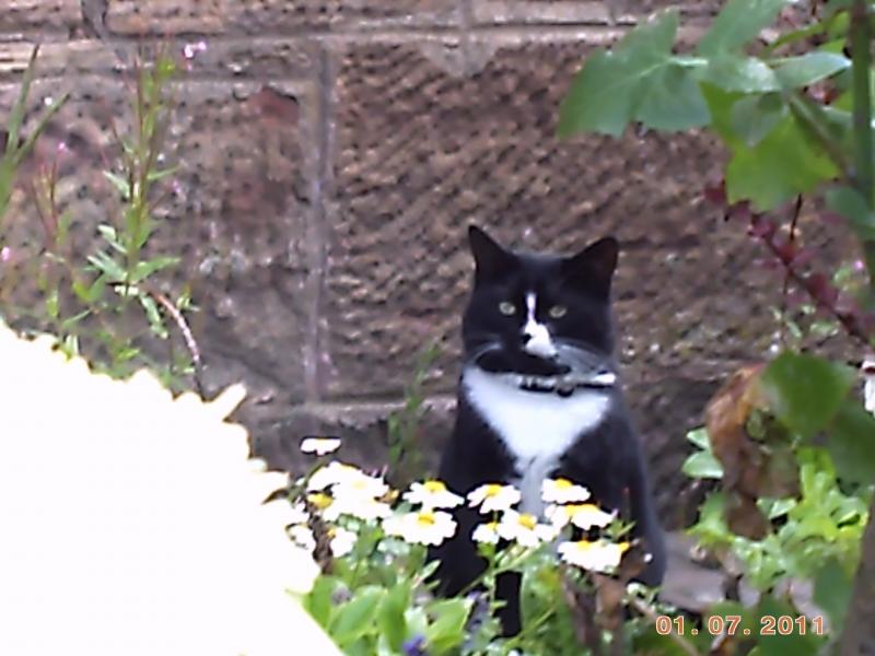 a cat at Coatbridge Central: a poor car was wandering about Coatbridge Central. thankfully it didnt get ran over and it walked away! Photo of a cat at Coatbridge Central