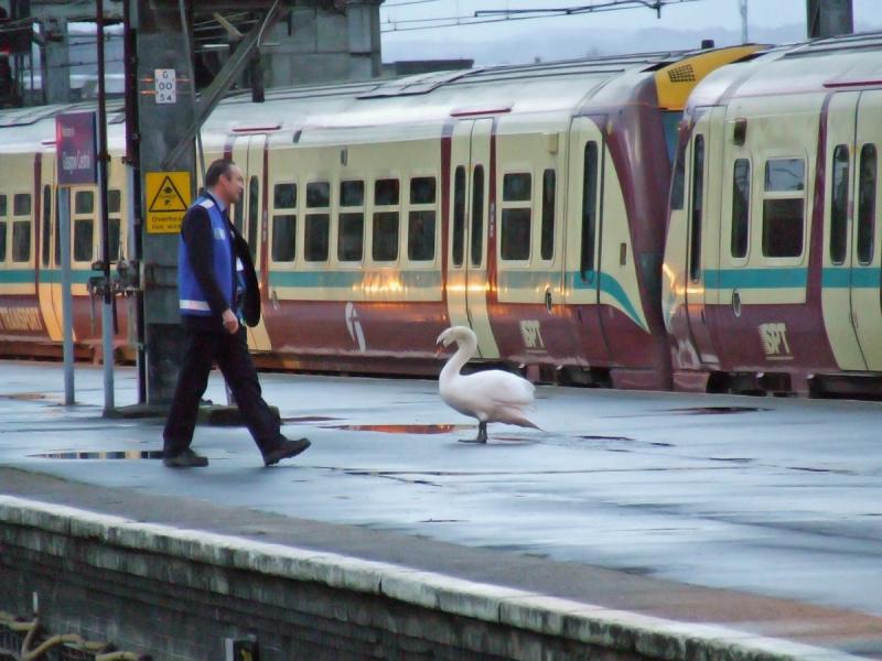 DSCF5429_.jpg: An unusual guest at Glasgow Central is stopped from trying to board a train! Photo of DSCF5429_.jpg